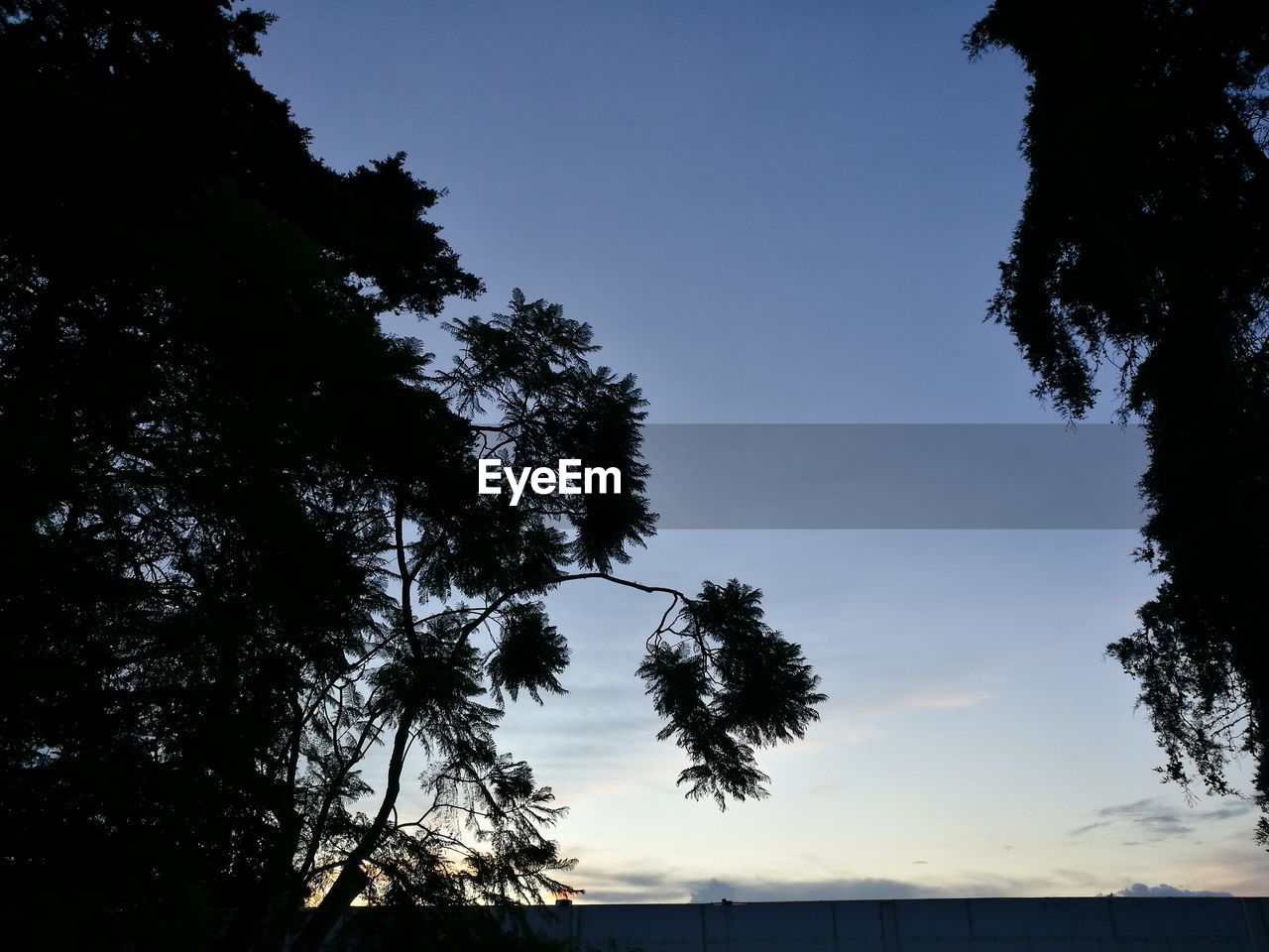 LOW ANGLE VIEW OF SILHOUETTE TREE AGAINST SKY