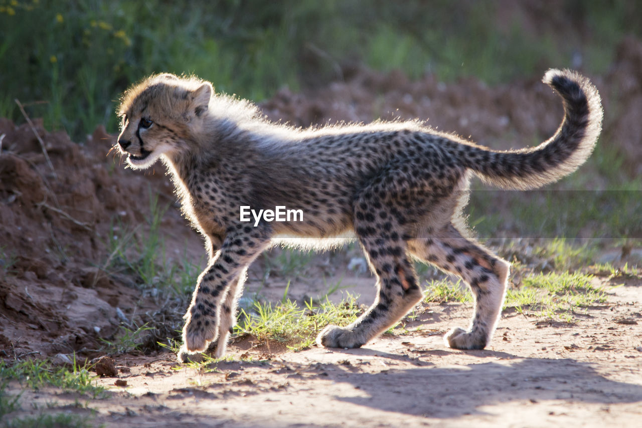 Cheetah cub on field