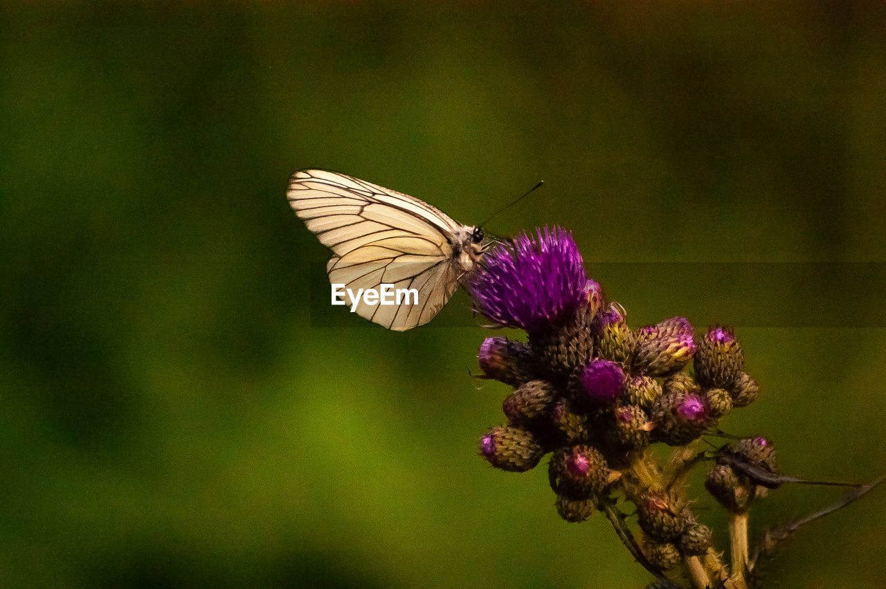 BUTTERFLY POLLINATING ON PURPLE FLOWER