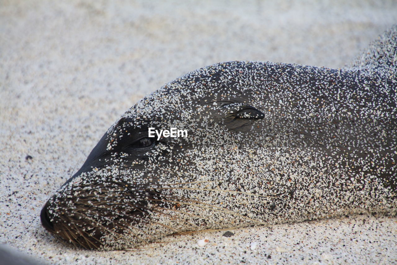 Close-up of seal covered in sand