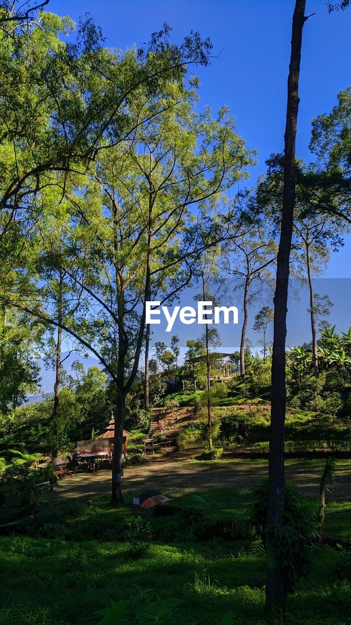 VIEW OF TREES IN PARK