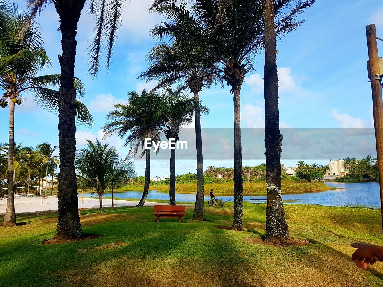 VIEW OF SWING AND PALM TREES