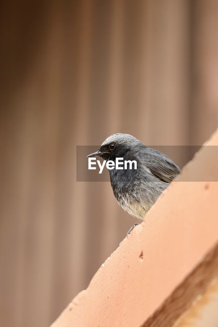 BIRD PERCHING ON A ROOF