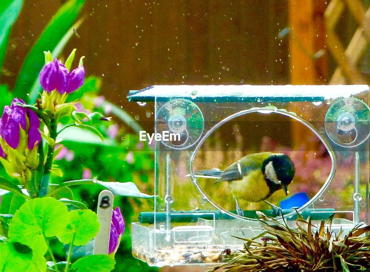 Great tit perching on bird feeder