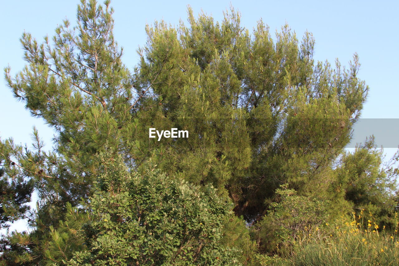 Low angle view of trees