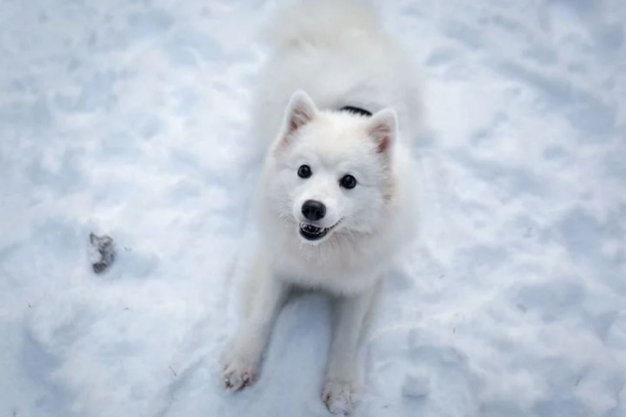 HIGH ANGLE PORTRAIT OF A WHITE ANIMAL ON SNOW