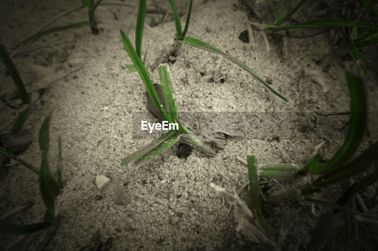 HIGH ANGLE VIEW OF GREEN PLANT