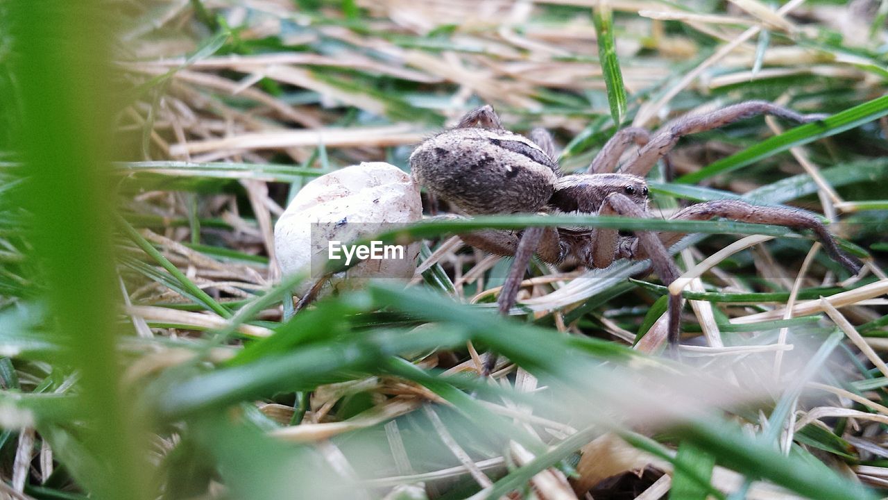 CLOSE-UP OF CRAB ON GRASS