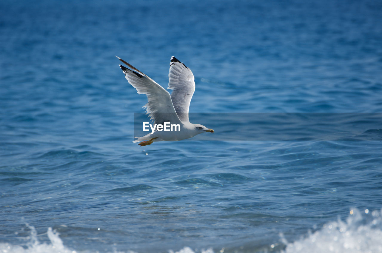 SEAGULL FLYING IN THE SEA