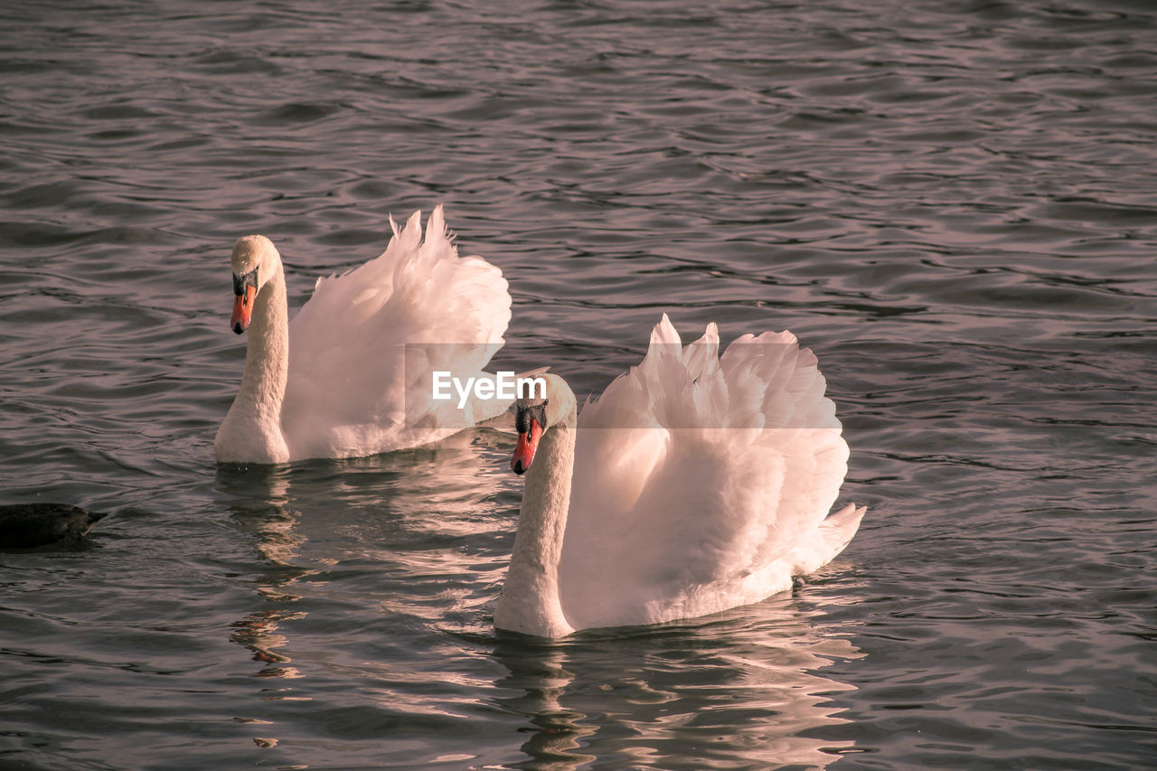 View of swan in lake