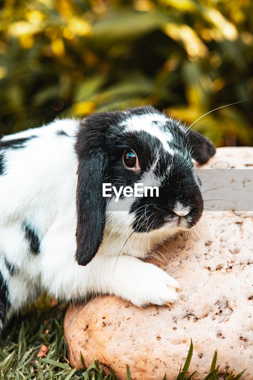 CLOSE-UP OF A RABBIT