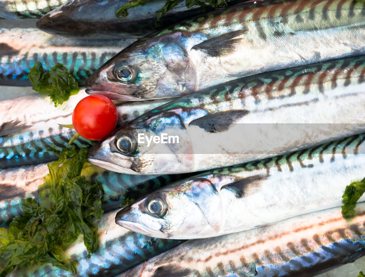 High angle view of fresh fish for sale at market