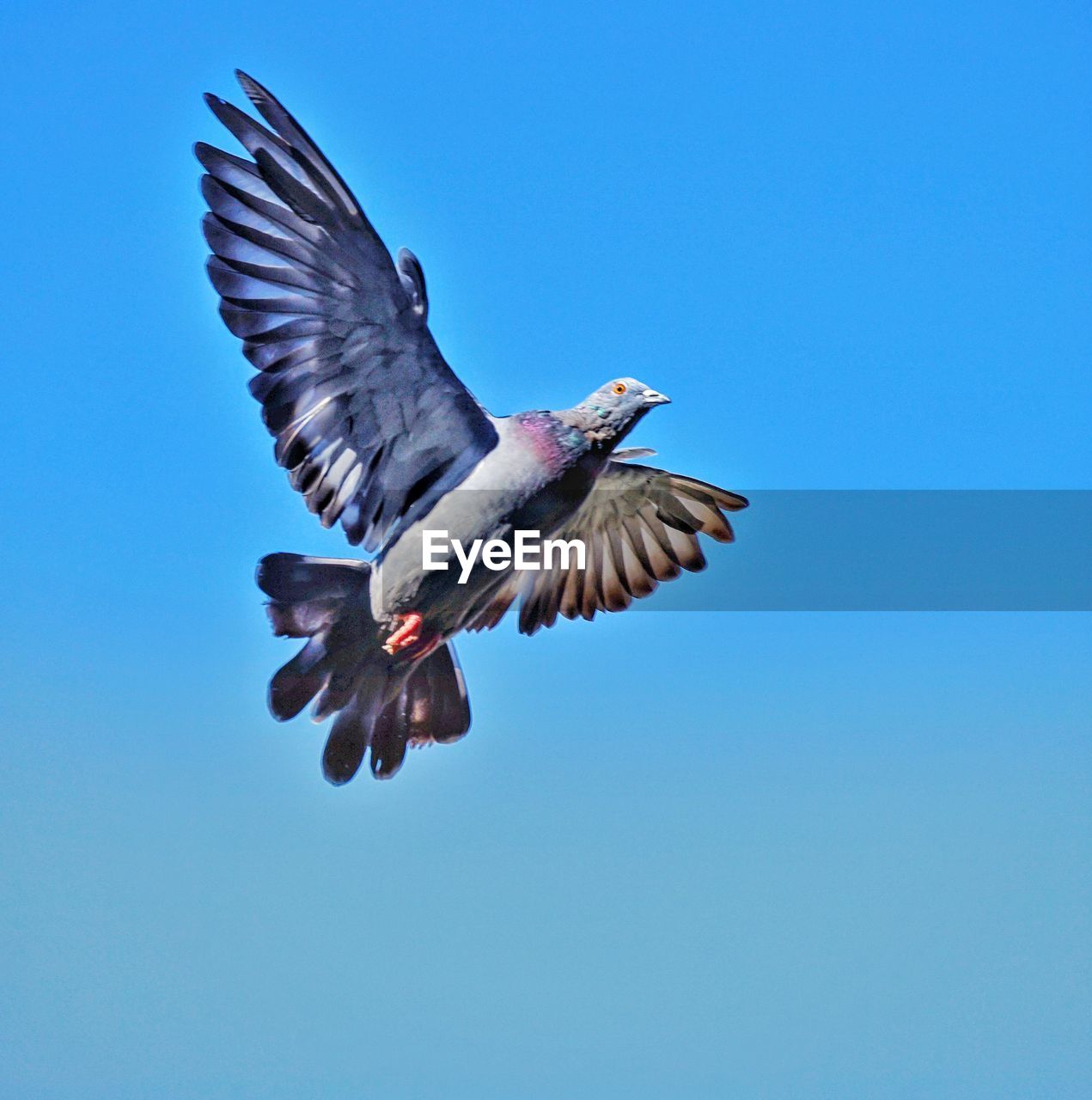 flying, bird, animal, animal themes, spread wings, animal wildlife, wildlife, blue, one animal, sky, animal body part, clear sky, mid-air, motion, nature, animal wing, wing, no people, sunny, outdoors, day, copy space, low angle view, beauty in nature