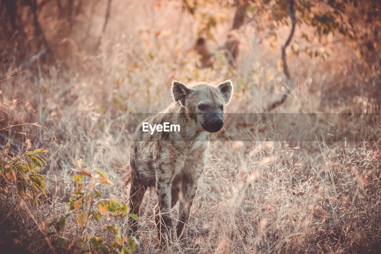 Hyena standing amidst plants on field