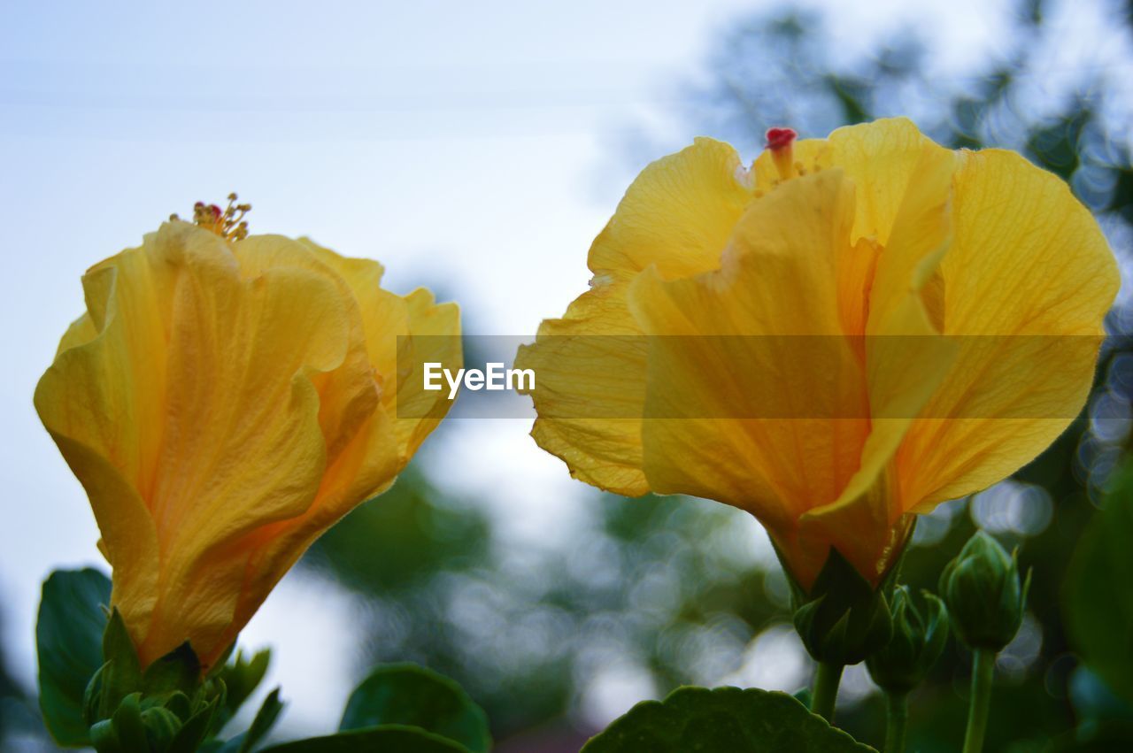 CLOSE-UP OF YELLOW FLOWERS BLOOMING OUTDOORS