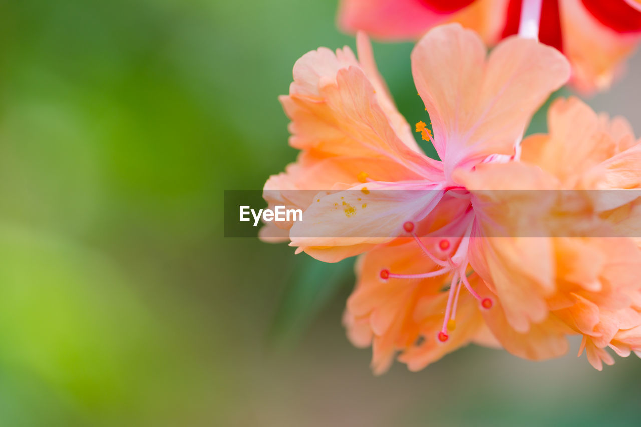 flower, flowering plant, plant, freshness, beauty in nature, petal, close-up, fragility, blossom, flower head, nature, macro photography, inflorescence, pink, orange color, springtime, growth, yellow, focus on foreground, outdoors, no people, pollen, stamen, botany, selective focus, multi colored, vibrant color, macro, day