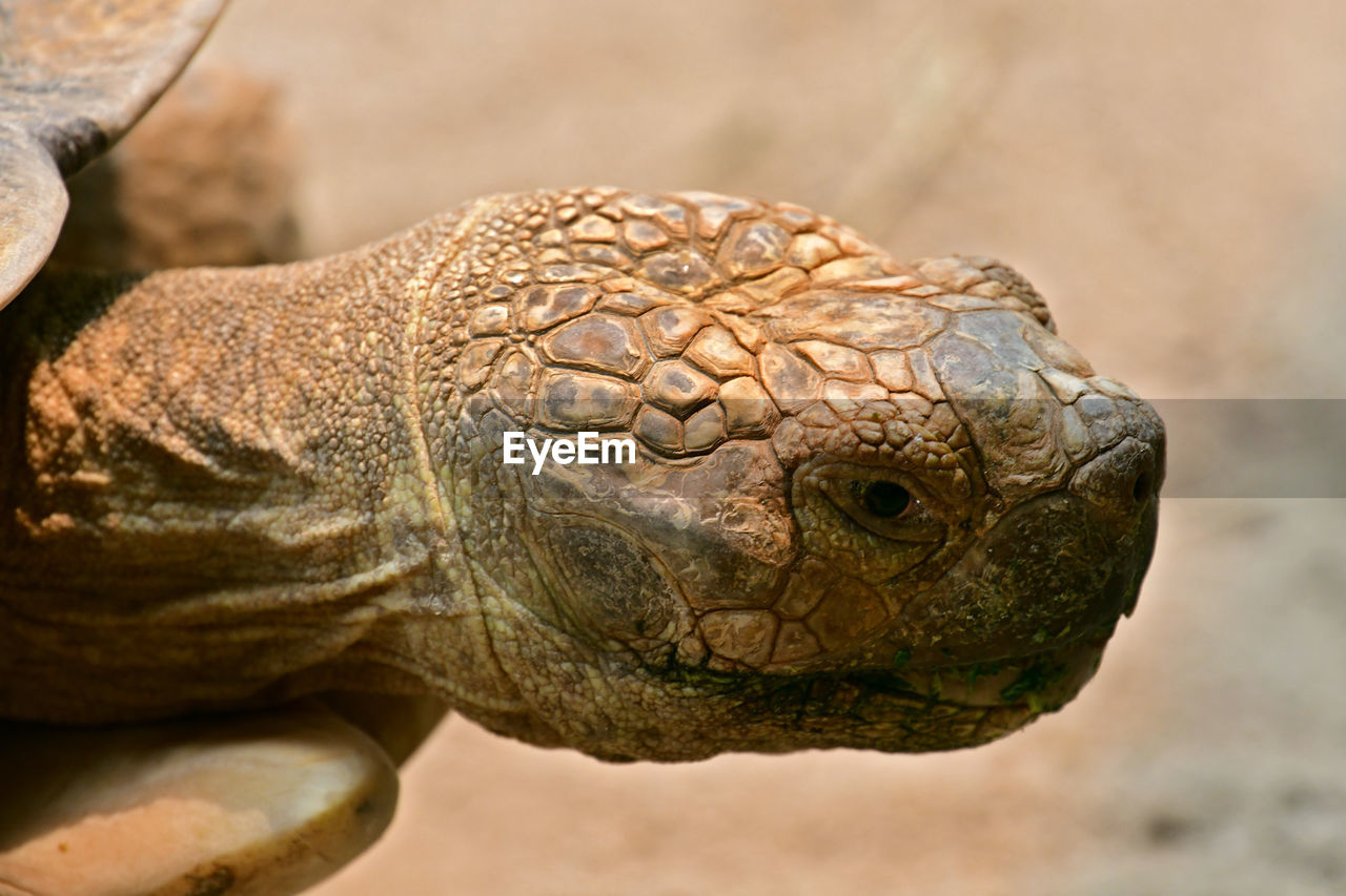 CLOSE-UP OF TURTLE