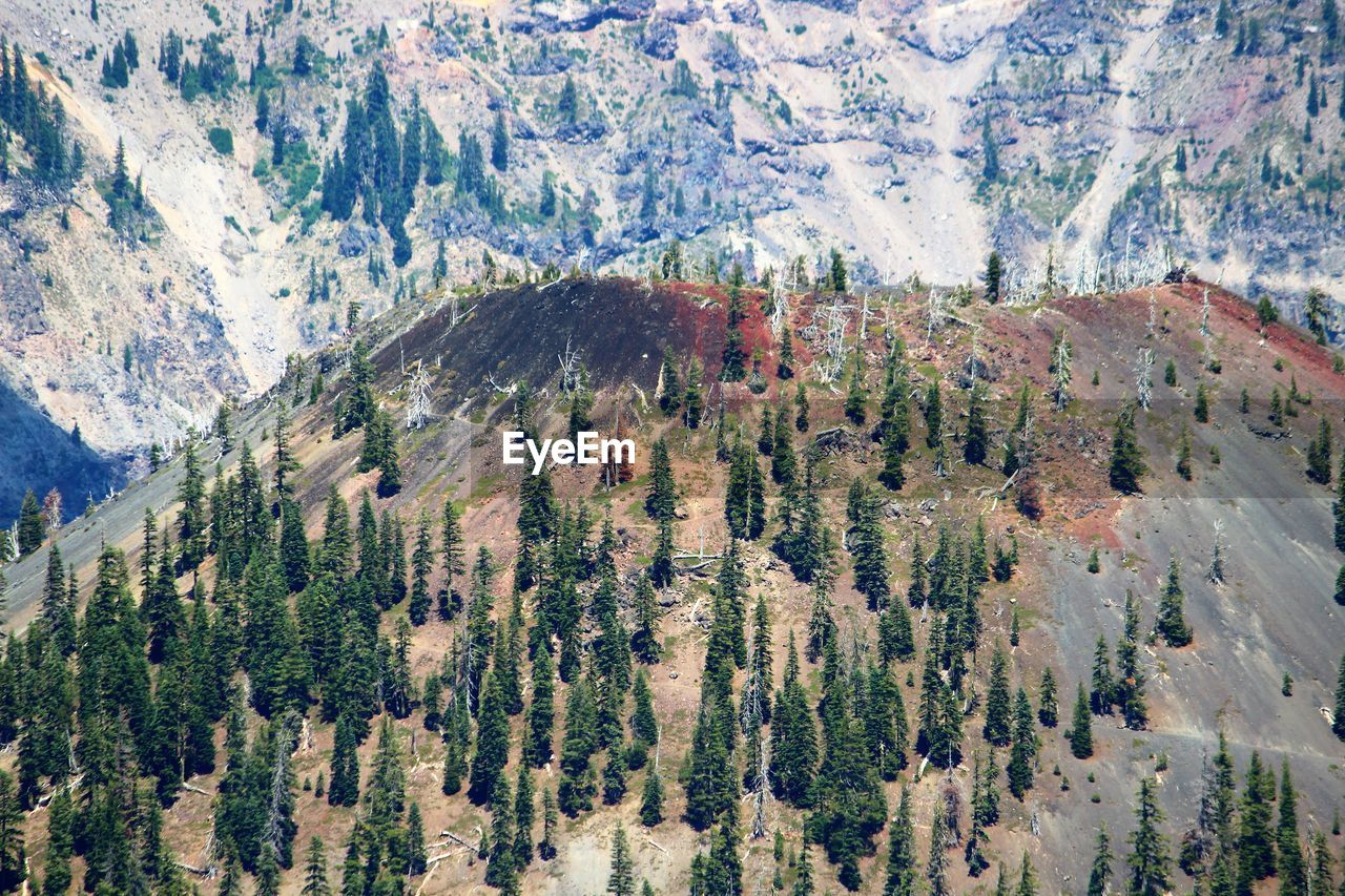 High angle view of pine trees in forest