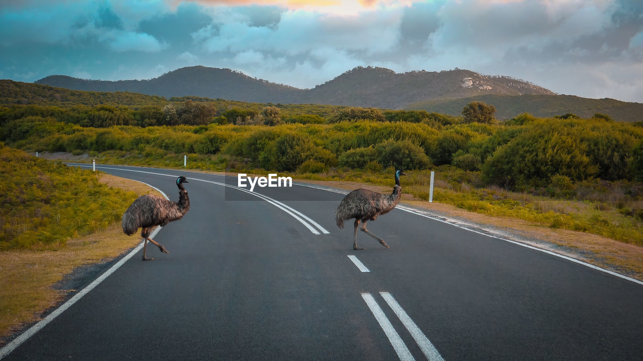 Emus crossing a road in wilsons promontory national park - australia