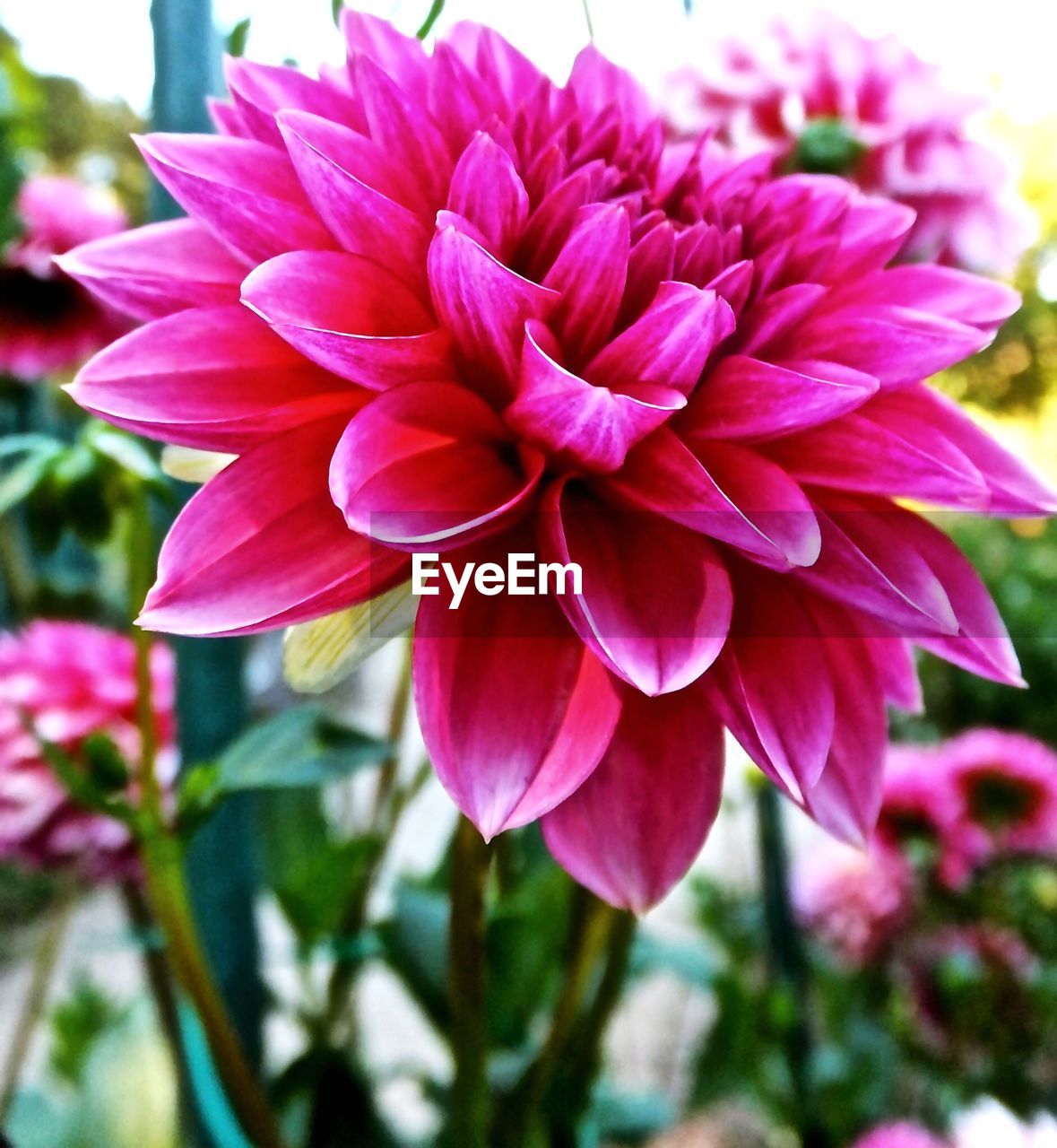 Close-up of pink dahlia blooming outdoors