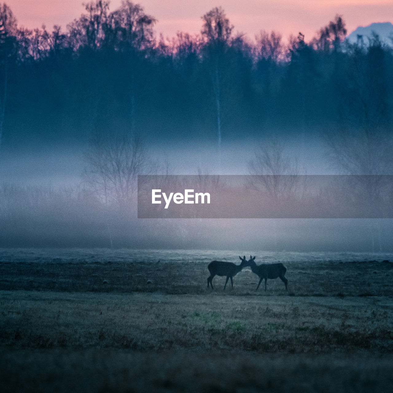 A beautiful misty morning with wild red deer herd grazing in the meadow. 