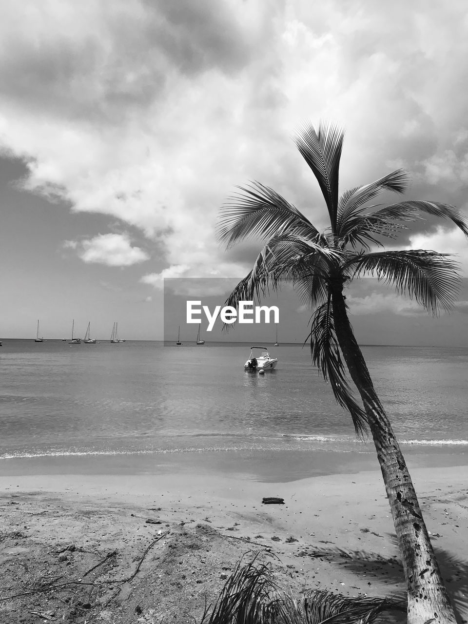 PALM TREE ON BEACH AGAINST SKY