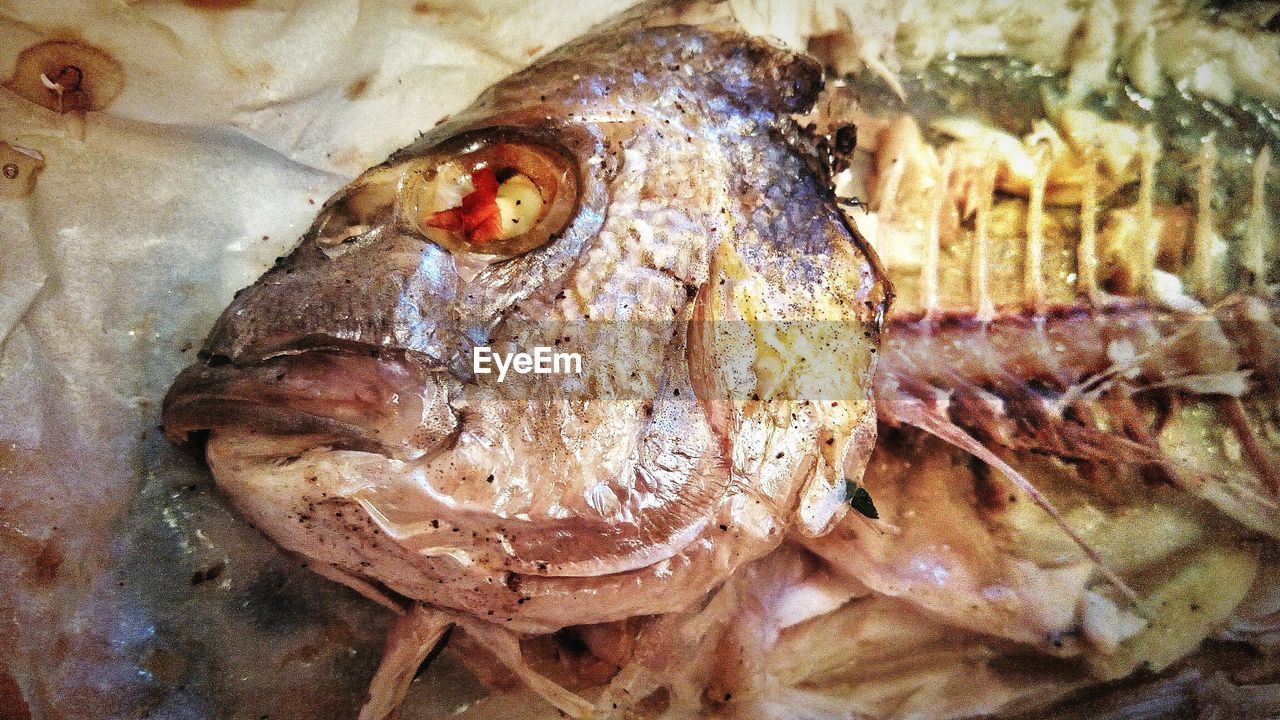 CLOSE-UP OF DEAD FISH IN CONTAINER