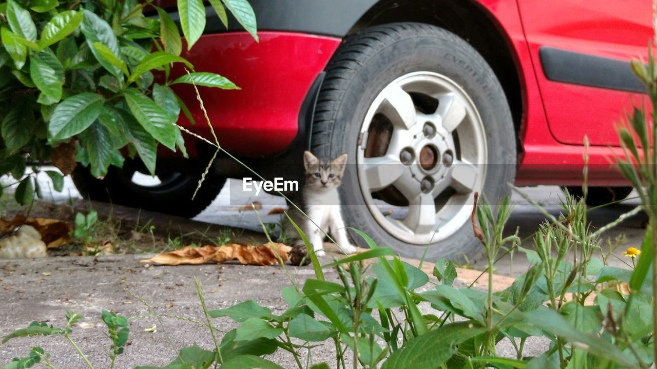 CLOSE-UP OF CAR PARKED BY PLANTS