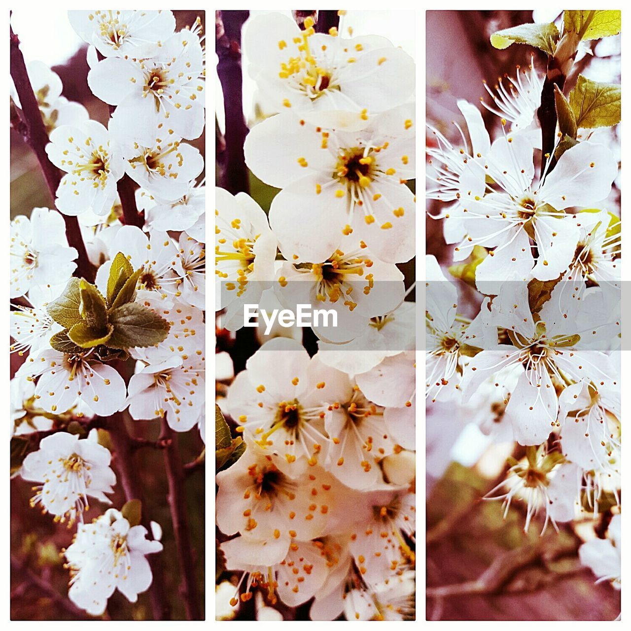 CLOSE-UP OF PLANT WITH FLOWERS