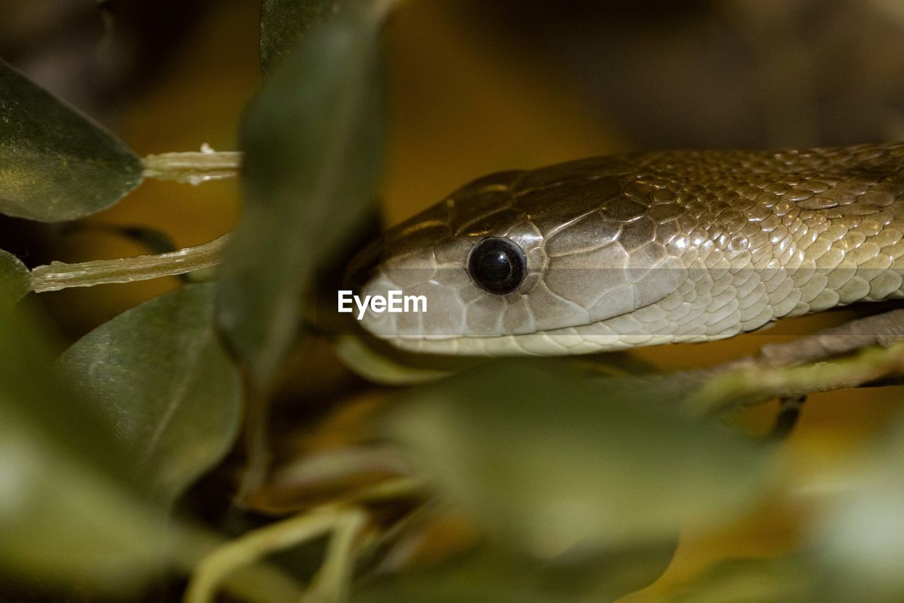 Close-up of black mamba snake