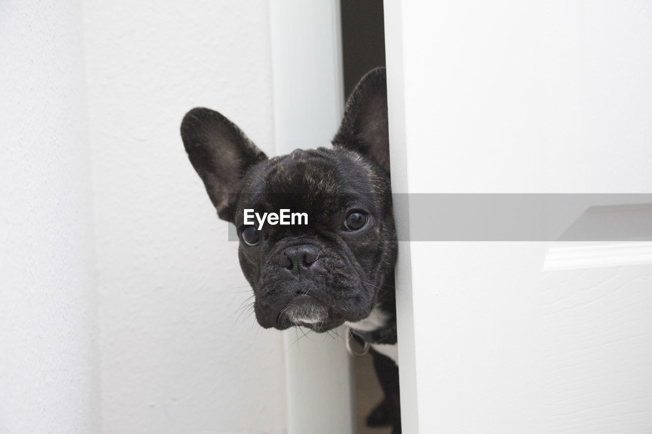 CLOSE-UP PORTRAIT OF DOG ON FLOOR