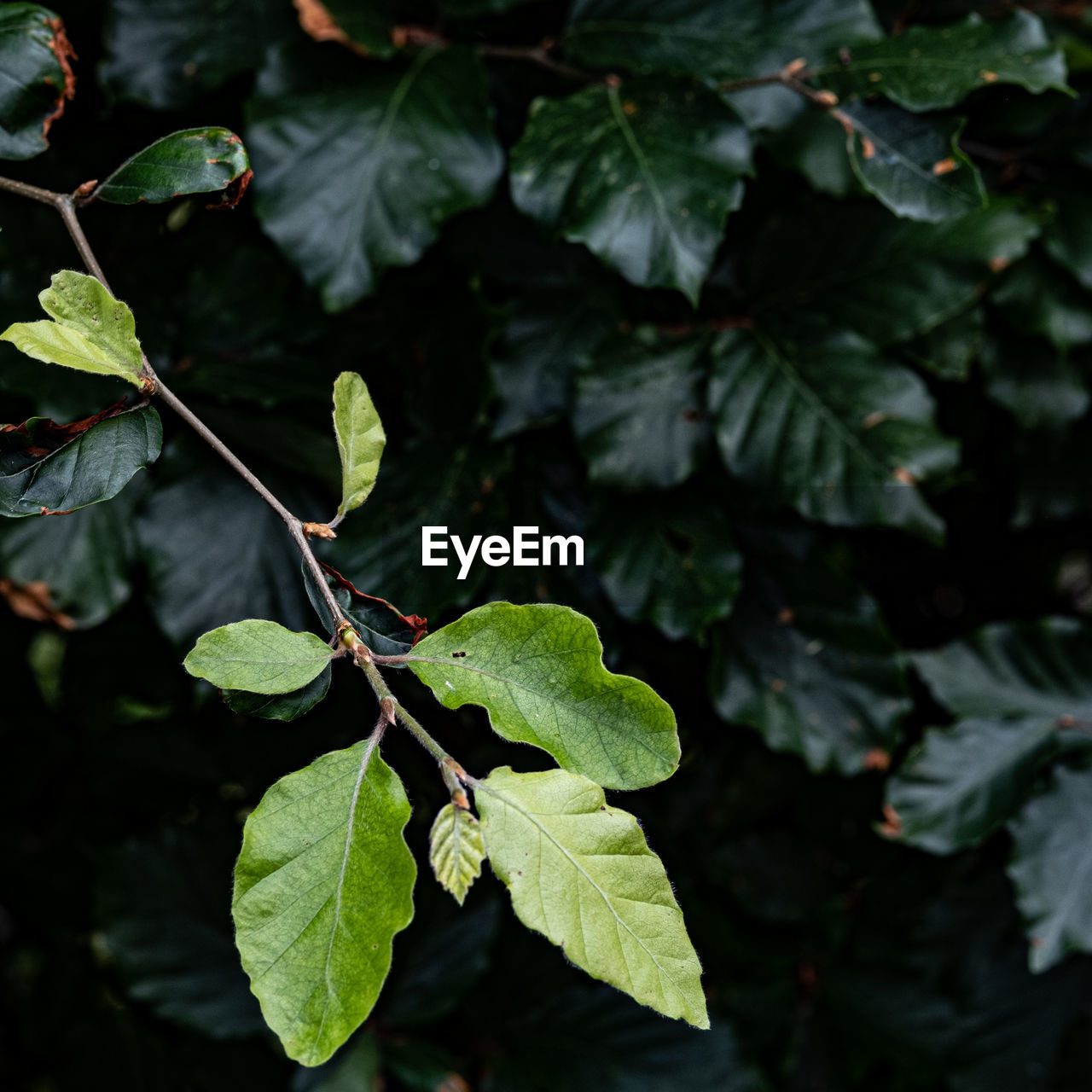 Close-up of green leaves on plant