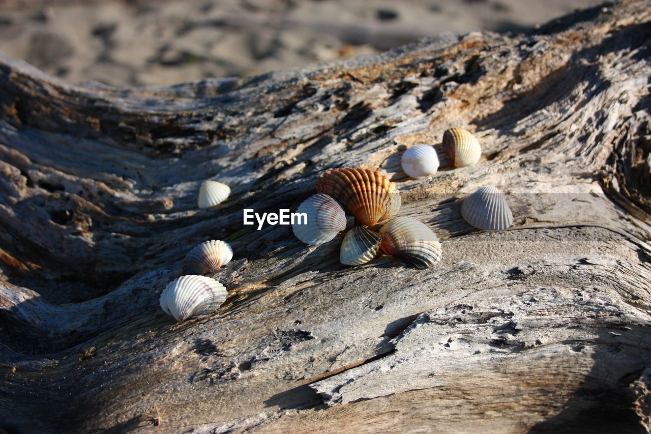 High angle view of shells on ground