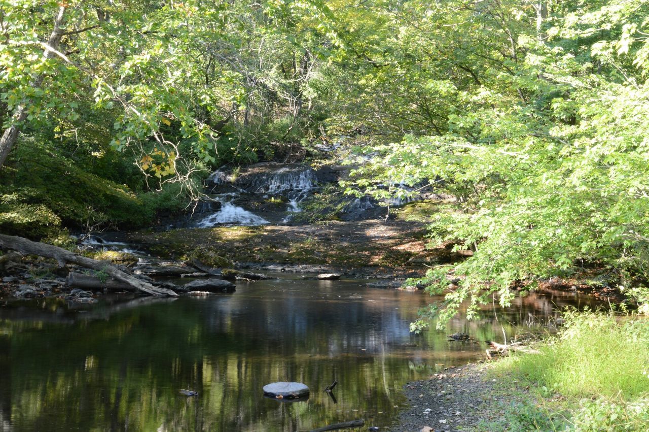 STREAM FLOWING THROUGH FOREST