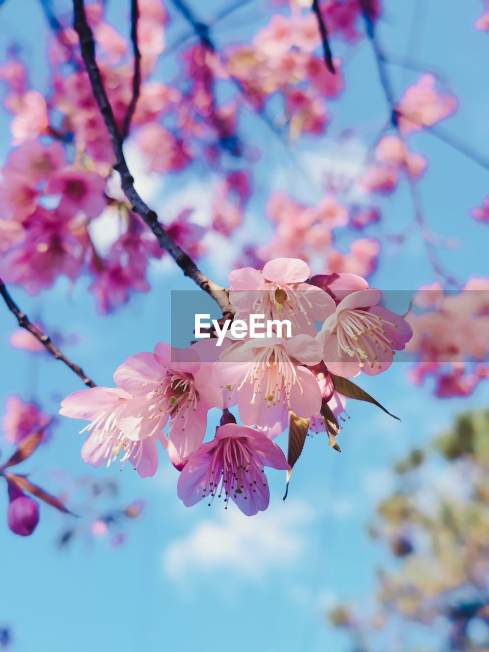 plant, flower, flowering plant, fragility, beauty in nature, blossom, springtime, freshness, pink, tree, nature, growth, branch, cherry blossom, close-up, spring, focus on foreground, sky, petal, no people, outdoors, flower head, inflorescence, blue, day, twig, botany, low angle view, cherry tree, selective focus, pollen, produce