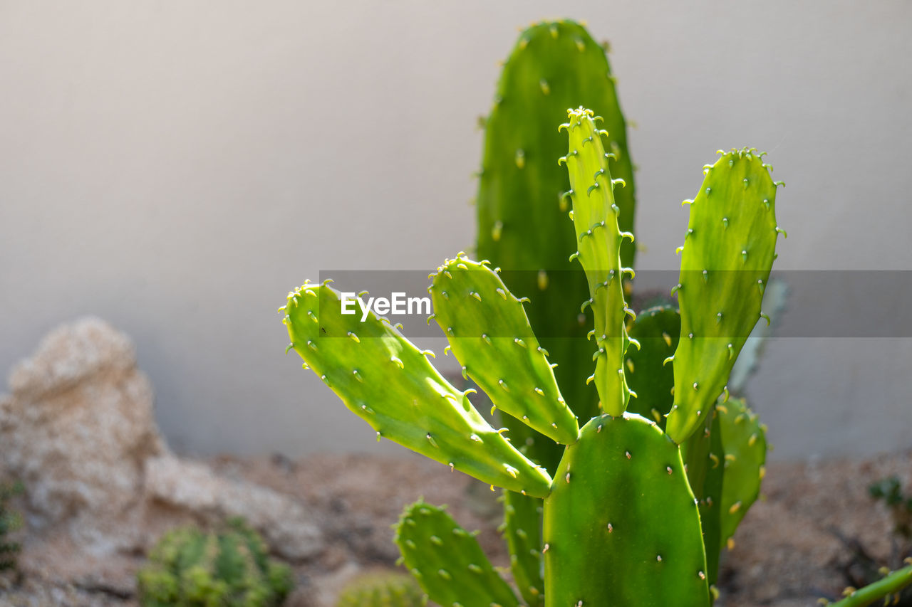 CLOSE-UP OF SUCCULENT PLANTS