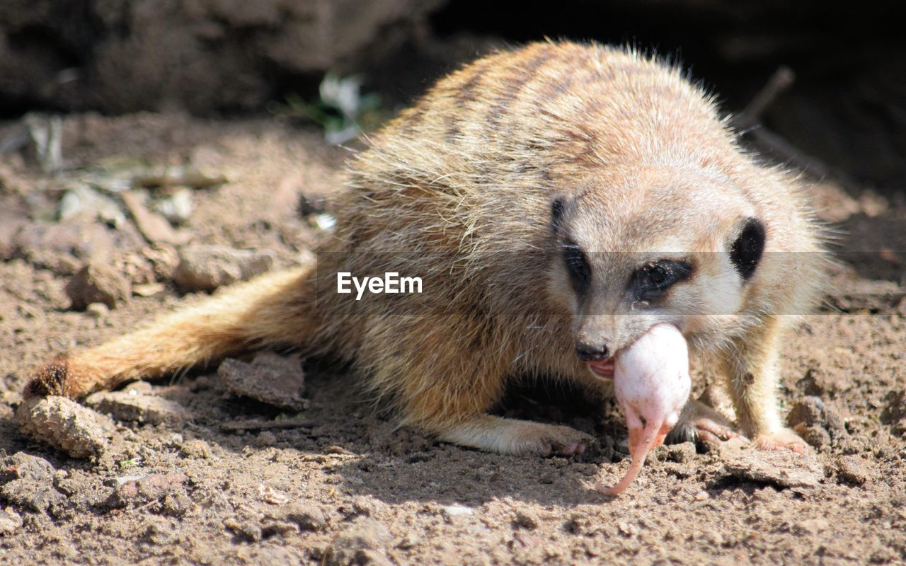 Close-up of meerkat carrying pup on field