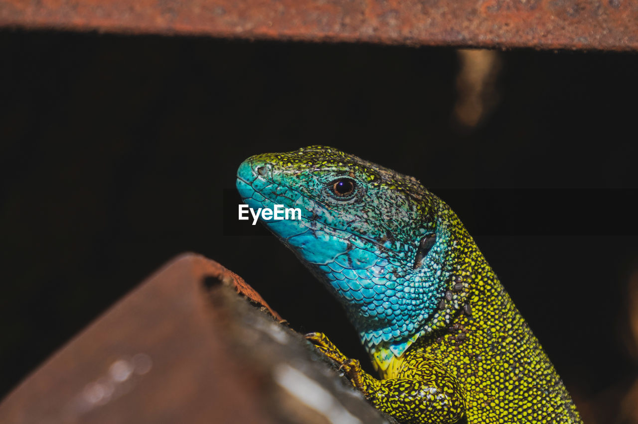 Close-up of a european green lizard