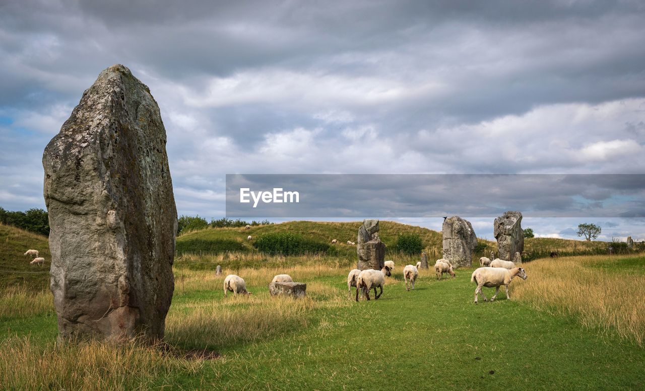 View of sheep on field against sky