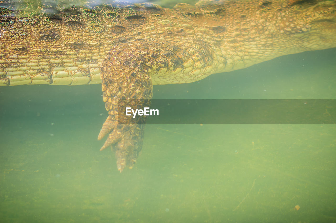 CLOSE-UP OF CROCODILE IN SEA