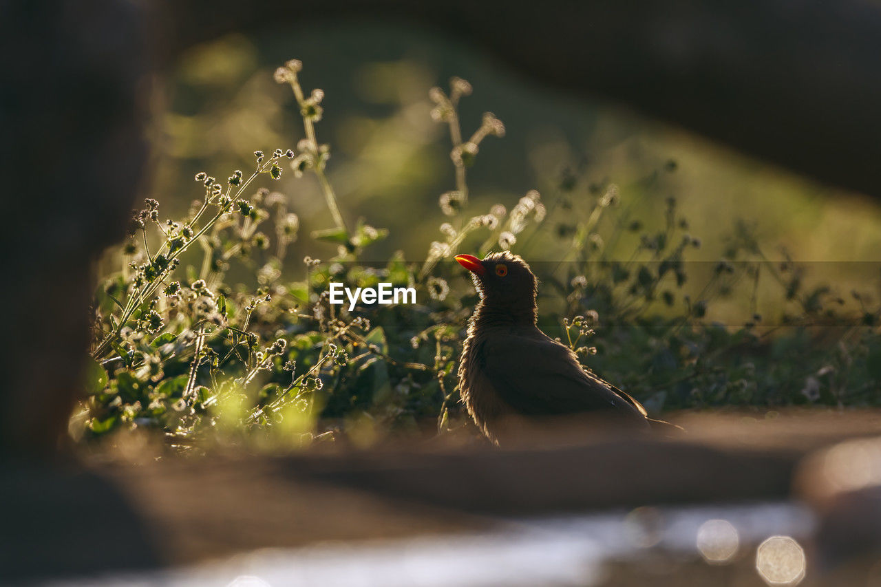 nature, green, macro photography, leaf, close-up, animal, selective focus, animal themes, plant, flower, animal wildlife, no people, one animal, light, yellow, wildlife, branch, sunlight, outdoors, reflection, day, bird, land, darkness, beauty in nature