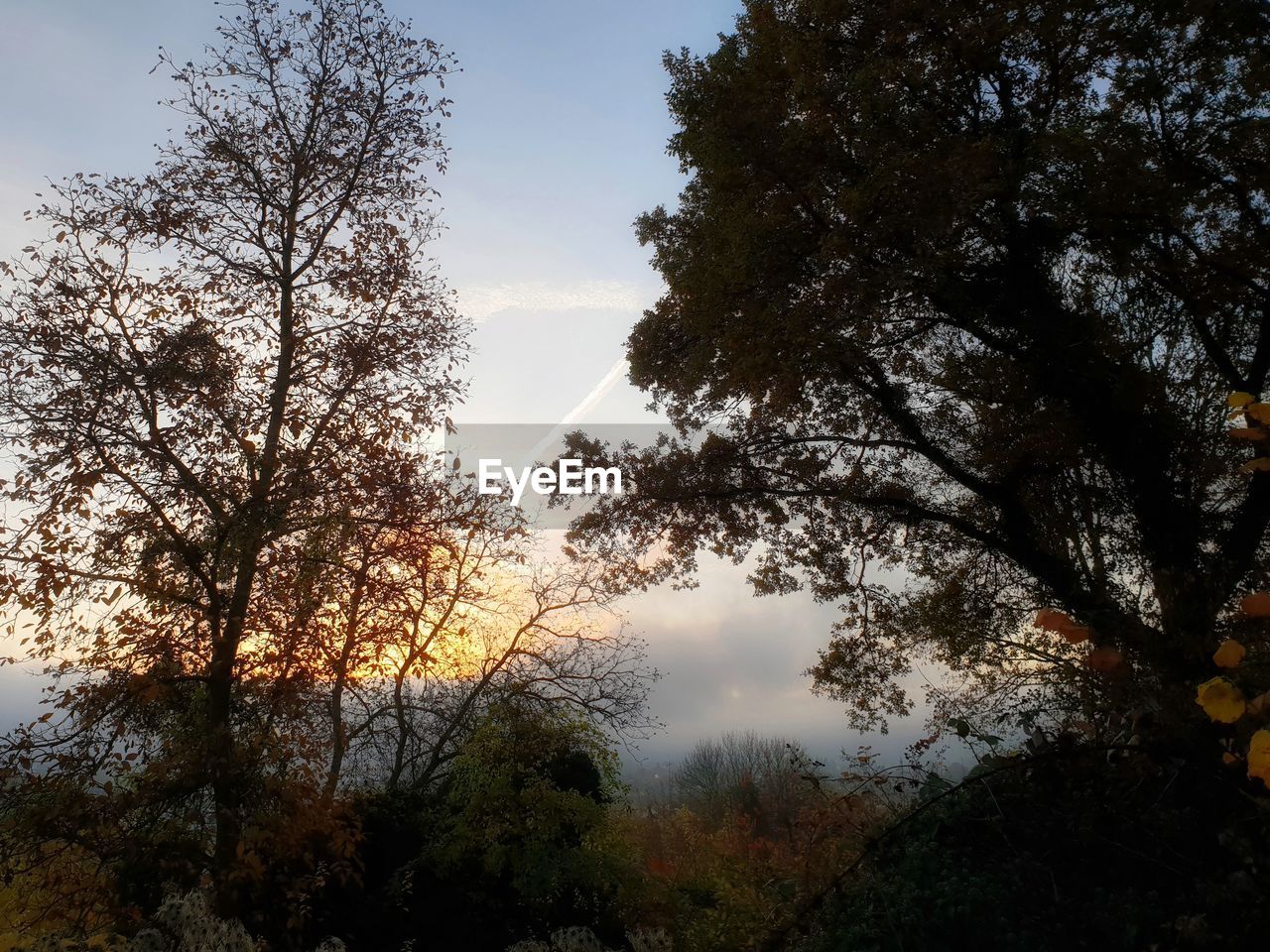 LOW ANGLE VIEW OF SILHOUETTE TREES IN FOREST AGAINST SKY