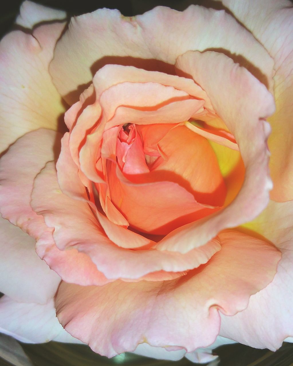 CLOSE-UP OF ROSES