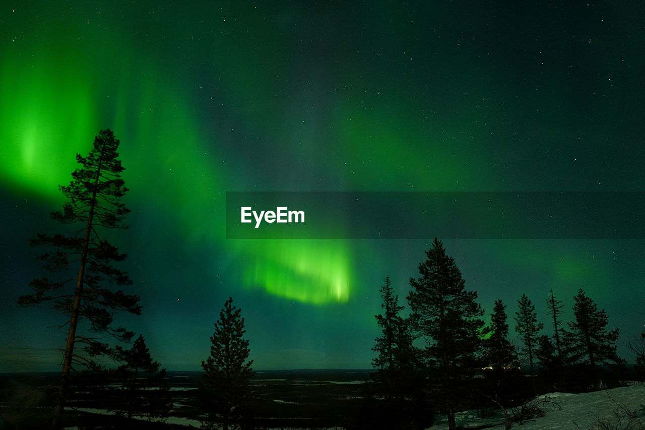 Trees on landscape against sky at night