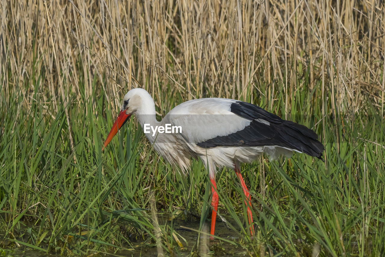 SIDE VIEW OF A DUCK ON FIELD
