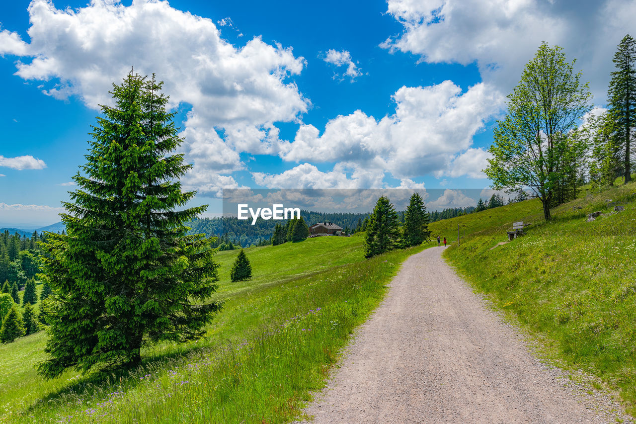 DIRT ROAD AMIDST TREES AGAINST SKY