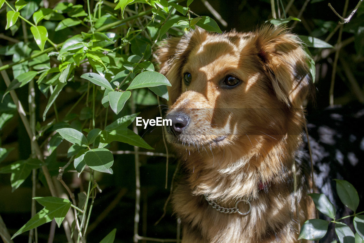 Close-up portrait of dog