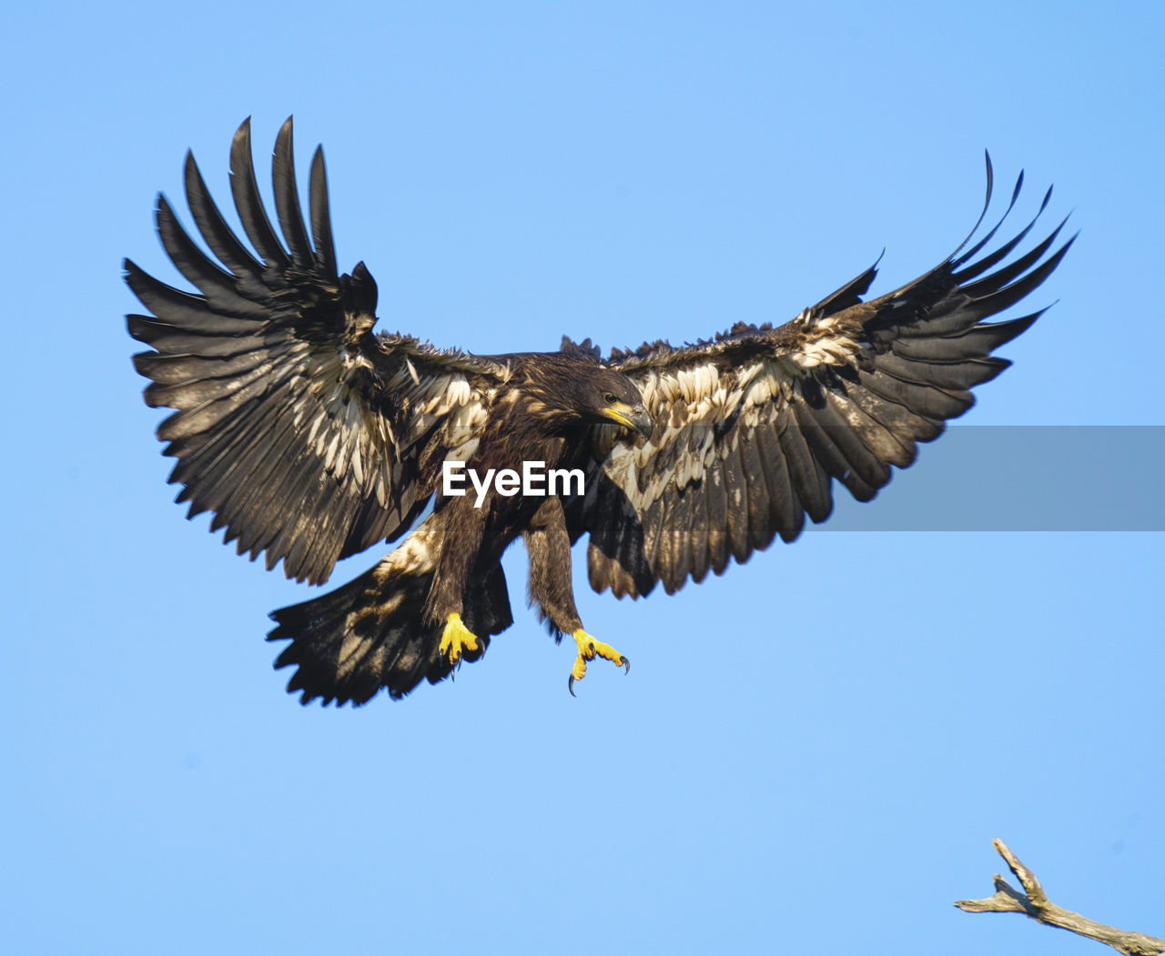 Juvenile bald eagle fledgling first flight lands on tree