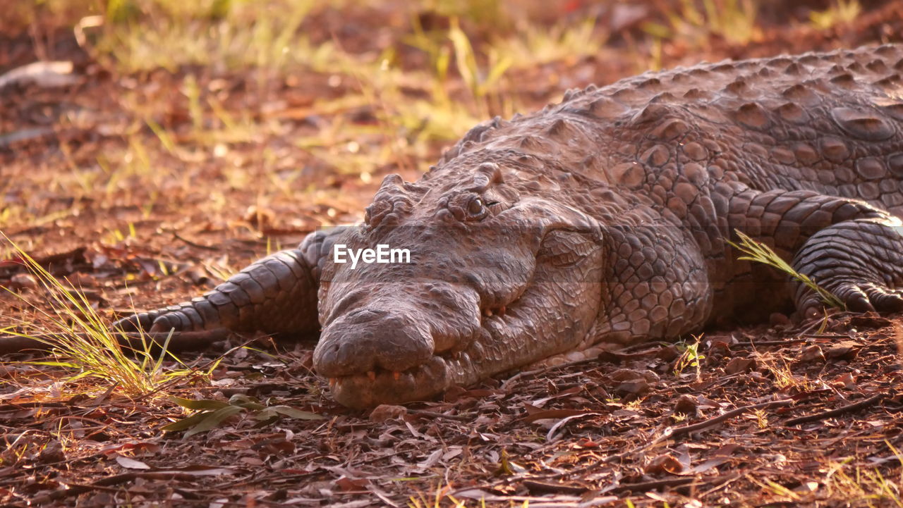 Close-up of a lying in the field