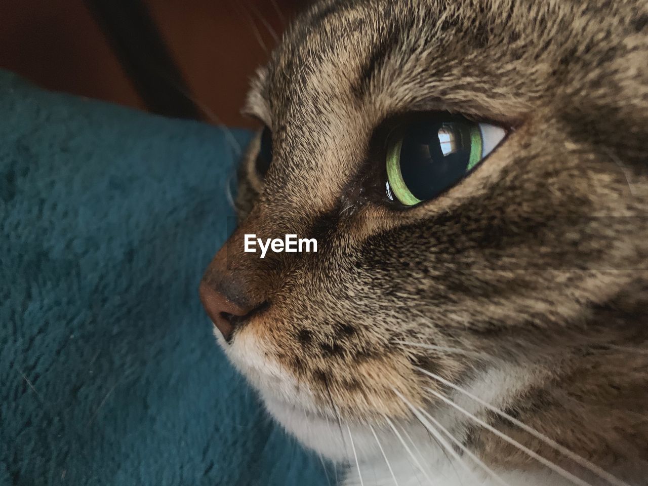 Close-up of cat looking away